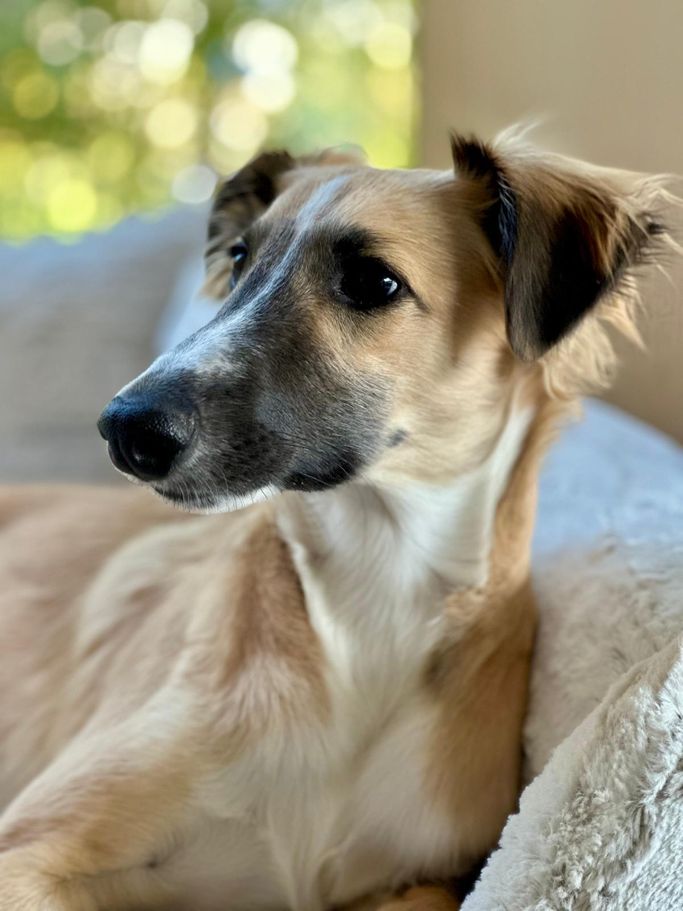 Viento (Chewbacca) 04/25