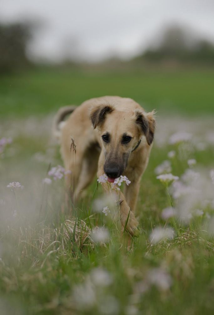 Nemo (Castiel) 04/25