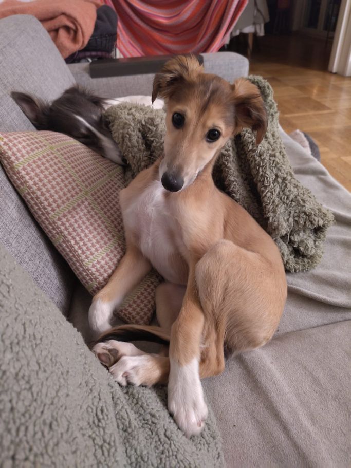 Cleo (Cinderella) 02/25