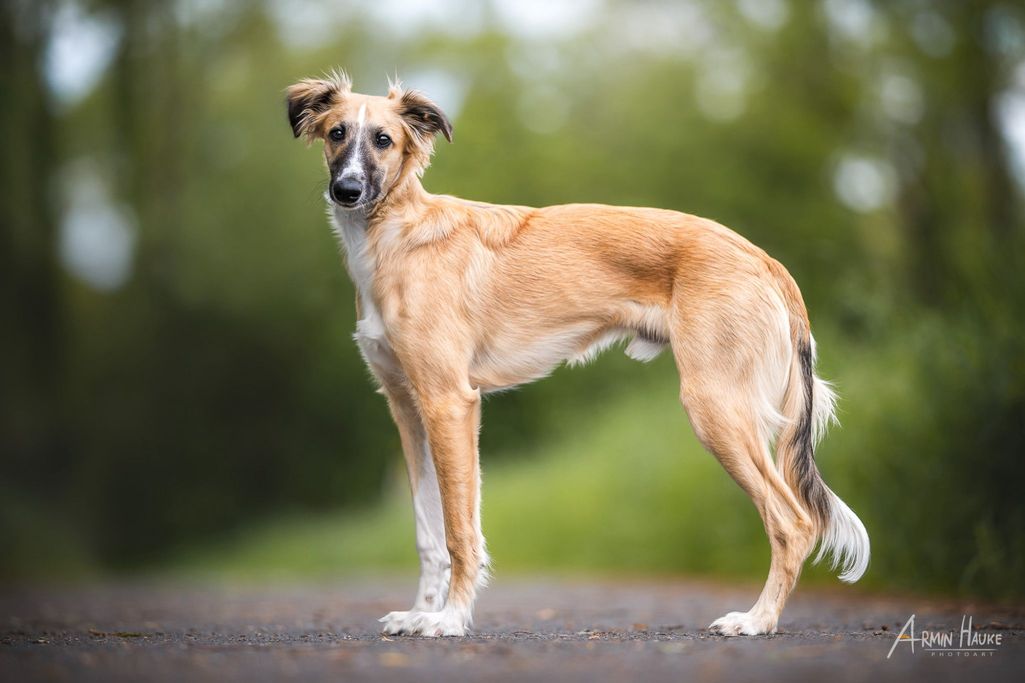 Viento (Chewbacca) 06/25